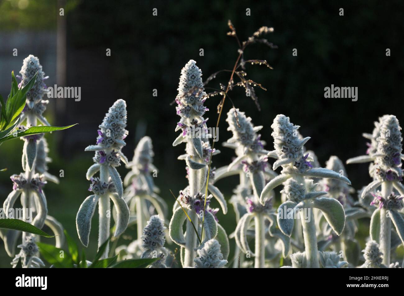 Flowers of Stachys byzantinaor  lamb`s ears in summer sunlight, nature in June Stock Photo